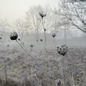 Winter Frauenkreis Rückzug Stille Räuchern Meditation Ritual heimische Kräuter Wildkräuter Heilkräuter Verbindung Yoga Wurzeln Samen