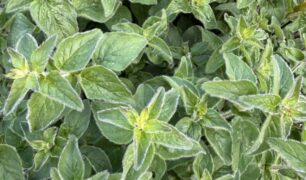 Dost Wilder Majoran Wildkräuter Heilkräuter Kräuterwnanderung