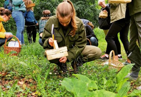 Kräuterwanderung Wildkräuter Kräuter sammeln Breitwegerich