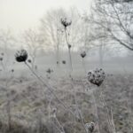 Winter Frauenkreis Rückzug Stille Räuchern Meditation Ritual heimische Kräuter Wildkräuter Heilkräuter Verbindung Yoga Wurzeln Samen