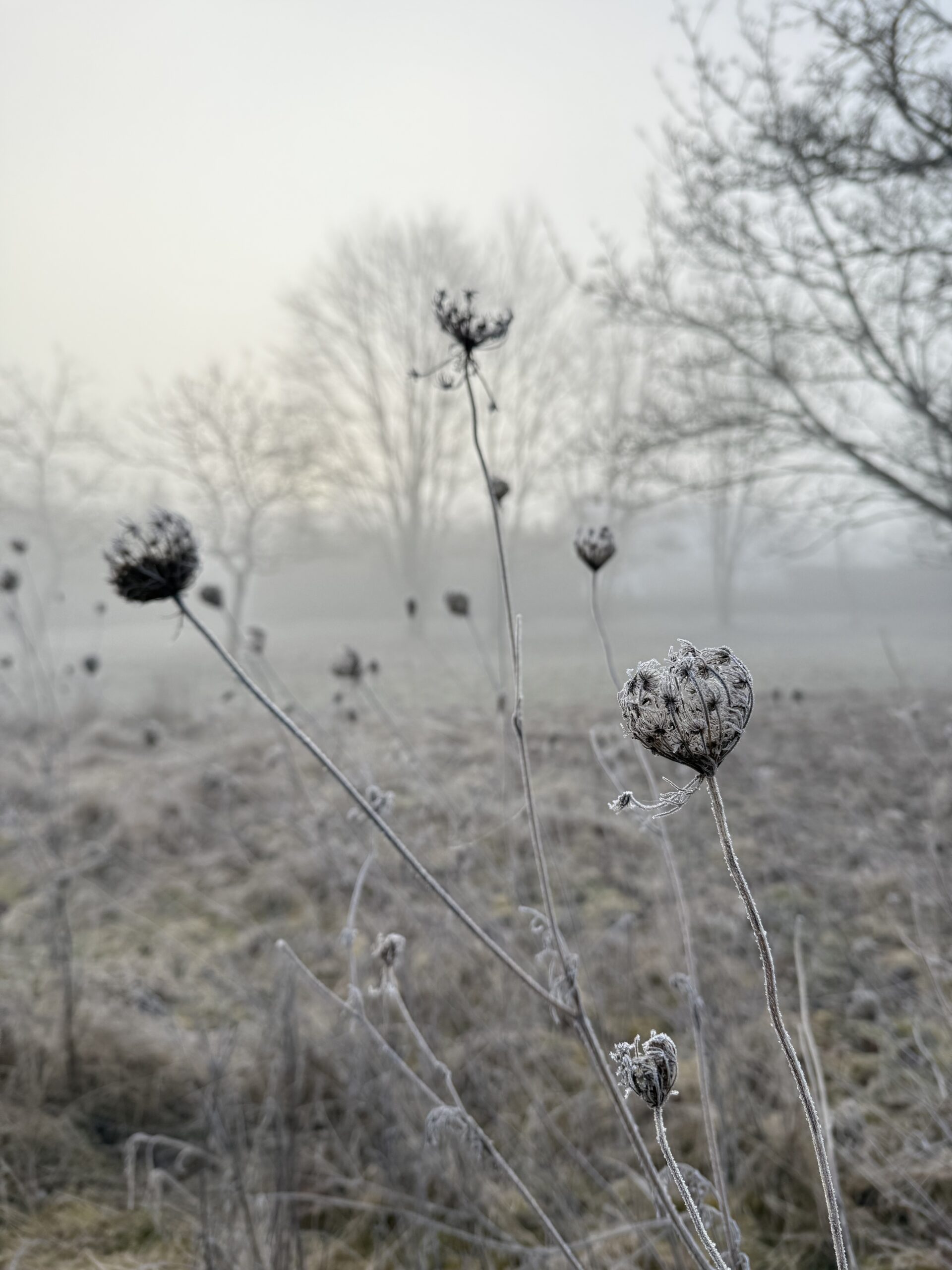 Winter Frauenkreis Rückzug Stille Räuchern Meditation Ritual heimische Kräuter Wildkräuter Heilkräuter Verbindung Yoga Wurzeln Samen