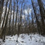 Winterwald Rückzug Einkehr Innehalten Schneelandschaft