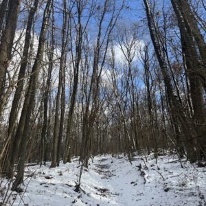 Winterwald Rückzug Einkehr Innehalten Schneelandschaft