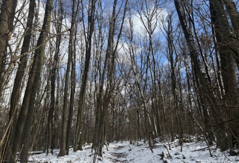 Winterwald Rückzug Einkehr Innehalten Schneelandschaft