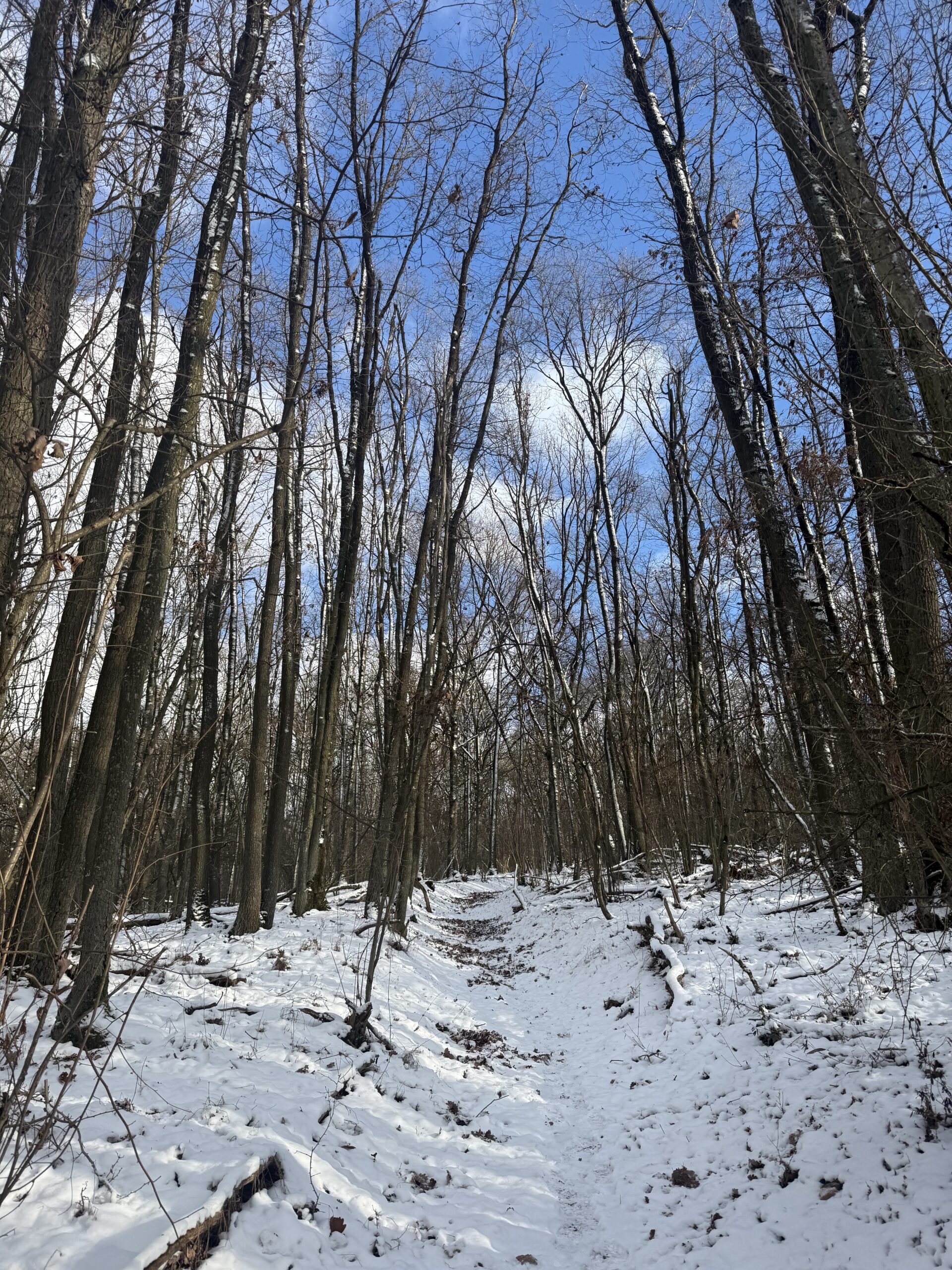 Winterwald Rückzug Einkehr Innehalten Schneelandschaft